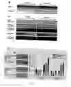 Fig. 12 - Use of steady-state oxygen gradients to modulate animal cell functions