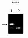 Fig. 04 - Regulated vectors for selection of cells exhibiting desired phenotypes
