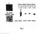 Fig. 02 - Methods and pharmaceutical compositions for healing wounds