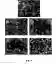 Fig. 05 - Methods and pharmaceutical compositions for healing wounds