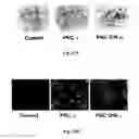 Fig. 14 - Methods and pharmaceutical compositions for healing wounds
