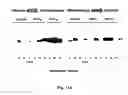 Fig. 15 - Methods and pharmaceutical compositions for healing wounds