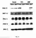 Fig. 18 - Methods and pharmaceutical compositions for healing wounds