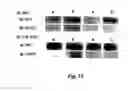 Fig. 26 - Methods and pharmaceutical compositions for healing wounds