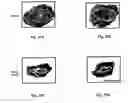 Fig. 32 - Methods and pharmaceutical compositions for healing wounds