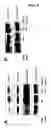 Fig. 05 - Inhibition of HMGB1 release by fetuin