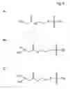 Fig. 06 - Modified MscL protein channel