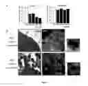 Fig. 07 - Compositions and methods of treating HIV infections