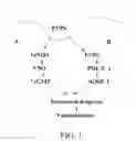 Fig. 02 - Materials and methods for regulating blood flow