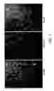 Fig. 06 - Materials and methods for regulating blood flow