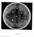 Fig. 02 - Antimicrobial agents