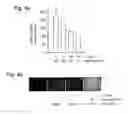 Fig. 06 - Formulation for inwardly transferring nucleic acids into eucaryotic cells