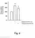 Fig. 07 - Formulation for inwardly transferring nucleic acids into eucaryotic cells
