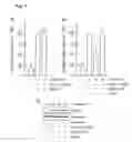 Fig. 08 - Formulation for inwardly transferring nucleic acids into eucaryotic cells