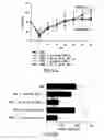 Fig. 12 - Compositions and methods for the treatment of inflammatory bowel disease utilizing NF-kappaB decoy polynucleotides