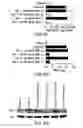 Fig. 22 - Compositions and methods for the treatment of inflammatory bowel disease utilizing NF-kappaB decoy polynucleotides