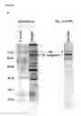 Fig. 04 - Nucleolin-mediated cancer diagnostics and therapy