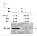 Fig. 06 - Nucleolin-mediated cancer diagnostics and therapy