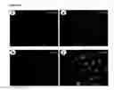 Fig. 09 - Nucleolin-mediated cancer diagnostics and therapy