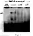 Fig. 03 - Transforming growth factor-beta response element decoys and methods