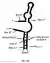 Fig. 22 - Ghrelin binding nucleic acids