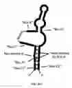Fig. 23 - Ghrelin binding nucleic acids