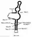 Fig. 24 - Ghrelin binding nucleic acids