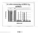 Fig. 02 - RNAi modulation of RSV and therapeutic uses thereof