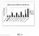 Fig. 07 - RNAi modulation of RSV and therapeutic uses thereof