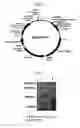Fig. 03 - Method for inhibition of lipogenesis by regulating PRP19 expression