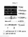 Fig. 05 - Method for inhibition of lipogenesis by regulating PRP19 expression