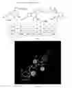 Fig. 03 - Gabaergic agents to treat memory deficits