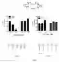 Fig. 07 - Gabaergic agents to treat memory deficits