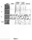Fig. 02 - Quinazolinone compositions for regulation of gene expression related to pathological processes