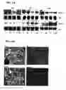 Fig. 05 - Quinazolinone compositions for regulation of gene expression related to pathological processes