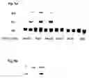 Fig. 06 - Quinazolinone compositions for regulation of gene expression related to pathological processes