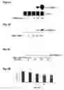 Fig. 07 - Quinazolinone compositions for regulation of gene expression related to pathological processes