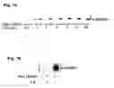 Fig. 08 - Quinazolinone compositions for regulation of gene expression related to pathological processes