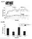Fig. 09 - Quinazolinone compositions for regulation of gene expression related to pathological processes