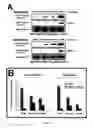 Fig. 09 - Use of opioid antagonists to attenuate endothelial cell proliferation and migration