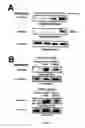 Fig. 10 - Use of opioid antagonists to attenuate endothelial cell proliferation and migration
