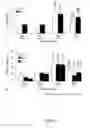 Fig. 15 - Stabilization of hypoxia inducible factor (HIF) alpha