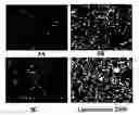 Fig. 01 - Biodegradable cationic polymers