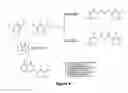 Fig. 04 - Method and compounds for cancer treatment utilizing NFkB as a direct or ultimate target for small molecule inhibitors