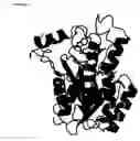 Fig. 147 - Purified polypeptides from 