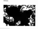 Fig. 162 - Purified polypeptides from 