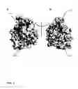 Fig. 02 - Crystal structure of SNAP-25 in complex with botulinum neurotoxin and uses thereof