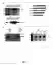 Fig. 02 - Method for preparing botulinum neurotoxin type A light chain