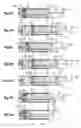 Fig. 10 - Autoflush syringe