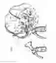Fig. 02 - Brassiere for expressing milk